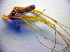  ( - BC ZSM ARA 00333)  @12 [ ] CreativeCommons - Attribution Non-Commercial Share-Alike (2010) Zoologische Staatssammlung Muenchen SNSB, Zoologische Staatssammlung Muenchen