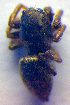  ( - BC ZSM ARA 00352)  @12 [ ] CreativeCommons - Attribution Non-Commercial Share-Alike (2010) Zoologische Staatssammlung Muenchen SNSB, Zoologische Staatssammlung Muenchen