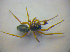  ( - BC ZSM ARA 00479)  @13 [ ] CreativeCommons - Attribution Non-Commercial Share-Alike (2010) Zoologische Staatssammlung Muenchen SNSB, Zoologische Staatssammlung Muenchen