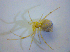  (Theridion hemerobium - BC ZSM ARA 00503)  @13 [ ] CreativeCommons - Attribution Non-Commercial Share-Alike (2010) Zoologische Staatssammlung Muenchen SNSB, Zoologische Staatssammlung Muenchen