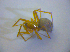  (Palliduphantes pallidus - BC ZSM ARA 00509)  @12 [ ] CreativeCommons - Attribution Non-Commercial Share-Alike (2010) Zoologische Staatssammlung Muenchen SNSB, Zoologische Staatssammlung Muenchen