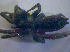 ( - BC ZSM ARA 00526)  @12 [ ] CreativeCommons - Attribution Non-Commercial Share-Alike (2010) Zoologische Staatssammlung Muenchen SNSB, Zoologische Staatssammlung Muenchen