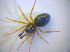  (Pelecopsis parallela - BC ZSM ARA 00533)  @13 [ ] CreativeCommons - Attribution Non-Commercial Share-Alike (2010) Zoologische Staatssammlung Muenchen SNSB, Zoologische Staatssammlung Muenchen
