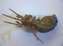  ( - BC ZSM ARA 00539)  @12 [ ] CreativeCommons - Attribution Non-Commercial Share-Alike (2010) Zoologische Staatssammlung Muenchen SNSB, Zoologische Staatssammlung Muenchen
