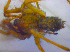  ( - BC ZSM ARA 00557)  @12 [ ] CreativeCommons - Attribution Non-Commercial Share-Alike (2010) Zoologische Staatssammlung Muenchen SNSB, Zoologische Staatssammlung Muenchen