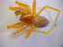  ( - BC ZSM ARA 00563)  @12 [ ] CreativeCommons - Attribution Non-Commercial Share-Alike (2010) Zoologische Staatssammlung Muenchen SNSB, Zoologische Staatssammlung Muenchen