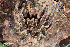  (Lasiodora difficilis - GBOL08276)  @11 [ ] CreativeCommons - Attribution Non-Commercial Share-Alike (2014) Joerg Spelda SNSB, Zoologische Staatssammlung Muenchen