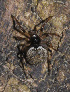  ( - GBOL08286)  @12 [ ] CreativeCommons - Attribution Non-Commercial Share-Alike (2013) Joerg Spelda SNSB, Zoologische Staatssammlung Muenchen
