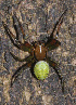  ( - GBOL08287)  @13 [ ] CreativeCommons - Attribution Non-Commercial Share-Alike (2013) Joerg Spelda SNSB, Zoologische Staatssammlung Muenchen