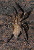  ( - GBOL08292)  @13 [ ] CreativeCommons - Attribution Non-Commercial Share-Alike (2013) Joerg Spelda SNSB, Zoologische Staatssammlung Muenchen