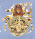  ( - GBOL08309)  @13 [ ] CreativeCommons - Attribution Non-Commercial Share-Alike (2014) ZSM (Zoologische Staatssammlung Muenchen) SNSB, Zoologische Staatssammlung Muenchen