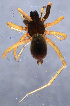  ( - GBOL08334)  @13 [ ] CreativeCommons - Attribution Non-Commercial Share-Alike (2014) ZSM (Zoologische Staatssammlung Muenchen) SNSB, Zoologische Staatssammlung Muenchen
