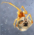  ( - GBOL08335)  @13 [ ] CreativeCommons - Attribution Non-Commercial Share-Alike (2014) ZSM (Zoologische Staatssammlung Muenchen) SNSB, Zoologische Staatssammlung Muenchen