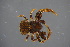  ( - ZSM_B_ARACH_1007)  @11 [ ] CreativeCommons - Attribution Non-Commercial Share-Alike (2016) SNSB, Staatliche Naturwissenschaftliche Sammlungen Bayerns ZSM (SNSB, Zoologische Staatssammlung Muenchen)