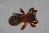  ( - ZSM_B_ARACH_1008)  @11 [ ] CreativeCommons - Attribution Non-Commercial Share-Alike (2016) SNSB, Staatliche Naturwissenschaftliche Sammlungen Bayerns ZSM (SNSB, Zoologische Staatssammlung Muenchen)