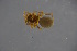  ( - ZSM_B_ARACH_1019)  @11 [ ] CreativeCommons - Attribution Non-Commercial Share-Alike (2016) SNSB, Staatliche Naturwissenschaftliche Sammlungen Bayerns ZSM (SNSB, Zoologische Staatssammlung Muenchen)