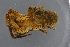  ( - ZSM_B_ARACH_1027)  @11 [ ] CreativeCommons - Attribution Non-Commercial Share-Alike (2016) SNSB, Staatliche Naturwissenschaftliche Sammlungen Bayerns ZSM (SNSB, Zoologische Staatssammlung Muenchen)