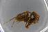  ( - ZSM_B_ARACH_1033)  @11 [ ] CreativeCommons - Attribution Non-Commercial Share-Alike (2016) SNSB, Staatliche Naturwissenschaftliche Sammlungen Bayerns ZSM (SNSB, Zoologische Staatssammlung Muenchen)