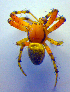  (Araniella opisthographa - BC ZSM ARA 00384)  @14 [ ] CreativeCommons - Attribution Non-Commercial Share-Alike (2010) Zoologische Staatssammlung Muenchen SNSB, Zoologische Staatssammlung Muenchen