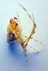  ( - BC ZSM ARA 00398)  @12 [ ] CreativeCommons - Attribution Non-Commercial Share-Alike (2010) Zoologische Staatssammlung Muenchen SNSB, Zoologische Staatssammlung Muenchen