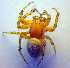  ( - BC ZSM ARA 00400)  @12 [ ] CreativeCommons - Attribution Non-Commercial Share-Alike (2010) Zoologische Staatssammlung Muenchen SNSB, Zoologische Staatssammlung Muenchen