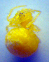  (Paidiscura pallens - BC ZSM ARA 00403)  @13 [ ] CreativeCommons - Attribution Non-Commercial Share-Alike (2010) Zoologische Staatssammlung Muenchen SNSB, Zoologische Staatssammlung Muenchen