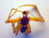  ( - BC ZSM ARA 00408)  @12 [ ] CreativeCommons - Attribution Non-Commercial Share-Alike (2010) Zoologische Staatssammlung Muenchen SNSB, Zoologische Staatssammlung Muenchen