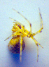  ( - BC ZSM ARA 00413)  @12 [ ] CreativeCommons - Attribution Non-Commercial Share-Alike (2010) Zoologische Staatssammlung Muenchen SNSB, Zoologische Staatssammlung Muenchen