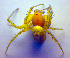  ( - BC ZSM ARA 00417)  @13 [ ] CreativeCommons - Attribution Non-Commercial Share-Alike (2010) Zoologische Staatssammlung Muenchen SNSB, Zoologische Staatssammlung Muenchen
