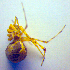  ( - BC ZSM ARA 00418)  @12 [ ] CreativeCommons - Attribution Non-Commercial Share-Alike (2010) Zoologische Staatssammlung Muenchen SNSB, Zoologische Staatssammlung Muenchen