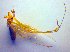  ( - BC ZSM ARA 00428)  @12 [ ] CreativeCommons - Attribution Non-Commercial Share-Alike (2010) Zoologische Staatssammlung Muenchen SNSB, Zoologische Staatssammlung Muenchen