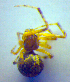  ( - BC ZSM ARA 00435)  @12 [ ] CreativeCommons - Attribution Non-Commercial Share-Alike (2010) Zoologische Staatssammlung Muenchen SNSB, Zoologische Staatssammlung Muenchen