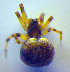  ( - BC ZSM ARA 00439)  @12 [ ] CreativeCommons - Attribution Non-Commercial Share-Alike (2010) Zoologische Staatssammlung Muenchen SNSB, Zoologische Staatssammlung Muenchen