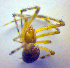  ( - BC ZSM ARA 00440)  @12 [ ] CreativeCommons - Attribution Non-Commercial Share-Alike (2010) Zoologische Staatssammlung Muenchen SNSB, Zoologische Staatssammlung Muenchen