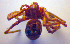  ( - BC ZSM ARA 00442)  @12 [ ] CreativeCommons - Attribution Non-Commercial Share-Alike (2010) Zoologische Staatssammlung Muenchen SNSB, Zoologische Staatssammlung Muenchen