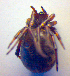  ( - BC ZSM ARA 00468)  @12 [ ] CreativeCommons - Attribution Non-Commercial Share-Alike (2010) Zoologische Staatssammlung Muenchen SNSB, Zoologische Staatssammlung Muenchen
