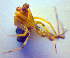  (Theridion pinastri - BC ZSM ARA 00473)  @13 [ ] CreativeCommons - Attribution Non-Commercial Share-Alike (2010) Zoologische Staatssammlung Muenchen SNSB, Zoologische Staatssammlung Muenchen