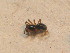  ( - ZSM_B_ARACH_616)  @12 [ ] CreativeCommons - Attribution Non-Commercial Share-Alike (2012) Zoologische Staatssammlung Muenchen SNSB, Zoologische Staatssammlung Muenchen