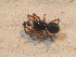  (Dicymbium nigrum - ZSM_B_ARACH_626)  @13 [ ] CreativeCommons - Attribution Non-Commercial Share-Alike (2012) Zoologische Staatssammlung Muenchen SNSB, Zoologische Staatssammlung Muenchen