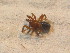  ( - ZSM_B_ARACH_640)  @13 [ ] CreativeCommons - Attribution Non-Commercial Share-Alike (2012) Zoologische Staatssammlung Muenchen SNSB, Zoologische Staatssammlung Muenchen