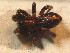  ( - ZSM_B_ARACH_656)  @12 [ ] CreativeCommons - Attribution Non-Commercial Share-Alike (2012) Zoologische Staatssammlung Muenchen SNSB, Zoologische Staatssammlung Muenchen