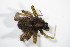  ( - ZSM_B_ARACH_670)  @12 [ ] CreativeCommons - Attribution Non-Commercial Share-Alike (2012) Zoologische Staatssammlung Muenchen SNSB, Zoologische Staatssammlung Muenchen
