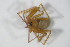 (Palliduphantes pallidus - ZSM_B_ARACH_693)  @12 [ ] CreativeCommons - Attribution Non-Commercial Share-Alike (2012) Zoologische Staatssammlung Muenchen SNSB, Zoologische Staatssammlung Muenchen