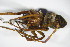  ( - ZSM_B_ARACH_720)  @13 [ ] CreativeCommons - Attribution Non-Commercial Share-Alike (2012) Zoologische Staatssammlung Muenchen SNSB, Zoologische Staatssammlung Muenchen