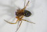  (Oedothorax fuscus - ZSM_B_ARACH_743)  @12 [ ] CreativeCommons - Attribution Non-Commercial Share-Alike (2012) Zoologische Staatssammlung Muenchen SNSB, Zoologische Staatssammlung Muenchen