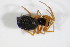  ( - ZSM_B_ARACH_751)  @12 [ ] CreativeCommons - Attribution Non-Commercial Share-Alike (2012) Zoologische Staatssammlung Muenchen SNSB, Zoologische Staatssammlung Muenchen