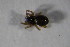  (Pelecopsis radicicola - ZSM_B_ARACH_769)  @11 [ ] CreativeCommons - Attribution Non-Commercial Share-Alike (2015) Unspecified SNSB, Zoologische Staatssammlung Muenchen