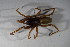  ( - ZSM_B_ARACH_771)  @11 [ ] CreativeCommons - Attribution Non-Commercial Share-Alike (2015) Unspecified SNSB, Zoologische Staatssammlung Muenchen