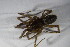  ( - ZSM_B_ARACH_775)  @11 [ ] CreativeCommons - Attribution Non-Commercial Share-Alike (2015) Unspecified SNSB, Zoologische Staatssammlung Muenchen