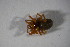  ( - ZSM_B_ARACH_793)  @11 [ ] CreativeCommons - Attribution Non-Commercial Share-Alike (2015) Unspecified SNSB, Zoologische Staatssammlung Muenchen